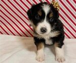 Puppy Shirley Australian Shepherd