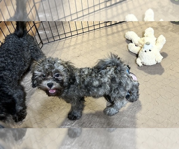 Medium Photo #3 ShihPoo Puppy For Sale in GLOUCESTER, VA, USA