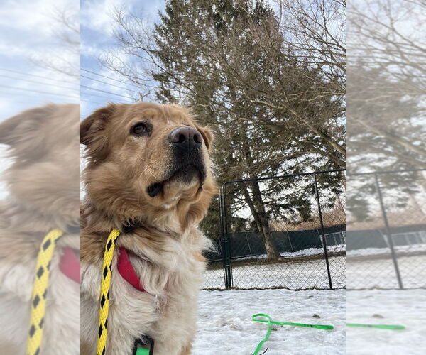 Medium Photo #12 Chow Chow-Golden Retriever Mix Puppy For Sale in Brewster, NY, USA