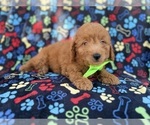 Small #3 Goldendoodle (Miniature)