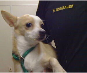 Chihuahua Dogs for adoption in Sacramento, CA, USA