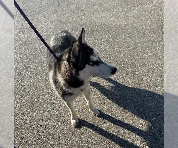Medium Photo #1 Siberian Husky Puppy For Sale in Ogden, UT, USA