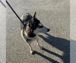 Small Siberian Husky