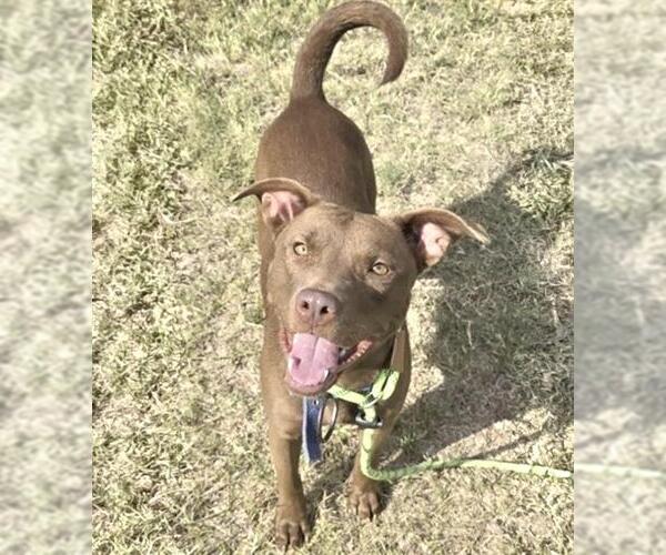 Medium Photo #1 Labrador Retriever-Unknown Mix Puppy For Sale in Houston, TX, USA