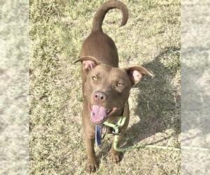 Labrador Retriever-Unknown Mix Dogs for adoption in Houston, TX, USA