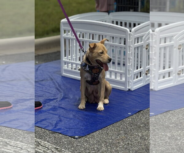 Medium Photo #5 American Staffordshire Terrier-Unknown Mix Puppy For Sale in Holly Springs, NC, USA