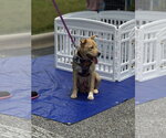 Small #4 American Staffordshire Terrier Mix