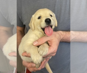 Golden Retriever Puppy for sale in WEAVERVILLE, NC, USA
