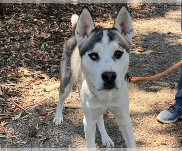 Medium Photo #1 Siberian Husky Puppy For Sale in Martinez, CA, USA