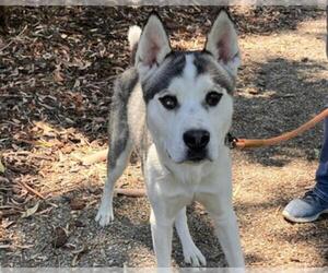 Siberian Husky Dogs for adoption in Martinez, CA, USA