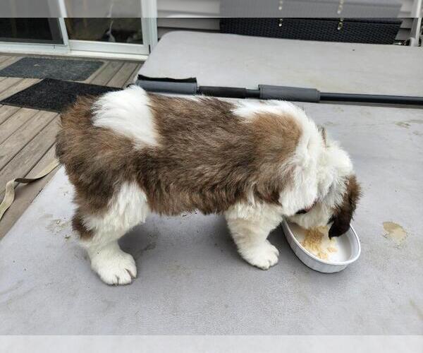 Medium Photo #2 Saint Bernard Puppy For Sale in EAST HAMPTON, CT, USA