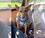 Small #7 Chow Chow-Rat Terrier Mix