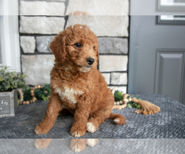 Medium Photo #2 Goldendoodle (Miniature) Puppy For Sale in HOLMESVILLE, OH, USA