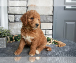 Small Photo #30 Goldendoodle (Miniature) Puppy For Sale in HOLMESVILLE, OH, USA