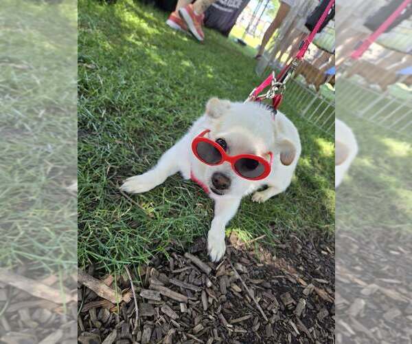 Medium Photo #22 Chihuahua-Unknown Mix Puppy For Sale in Mundelein, IL, USA