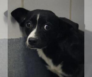 Mutt Dogs for adoption in San Antonio, TX, USA