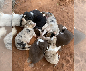 Australian Shepherd Puppy for Sale in GUTHRIE, Oklahoma USA