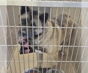 Akita Dogs for adoption in Decatur, IL, USA