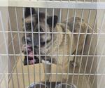 Small Akita