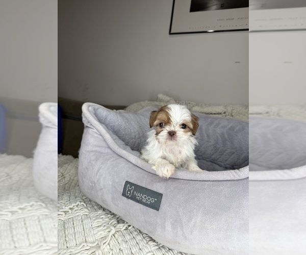 Medium Photo #6 Shih Tzu Puppy For Sale in CHARLOTTE, NC, USA