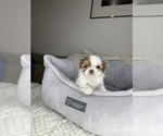 Small #5 Shih Tzu