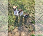 Small #5 Russell Terrier