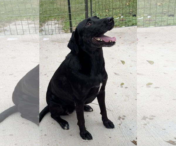 Medium Photo #2 Mutt Puppy For Sale in Green Forest, AR, USA