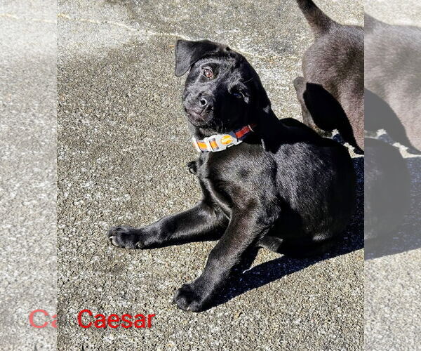 Medium Photo #2 Great Dane-Unknown Mix Puppy For Sale in Forest, VA, USA