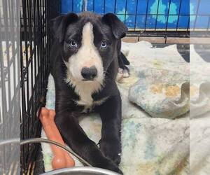 Mutt Dogs for adoption in Evansville, IN, USA