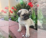 Small Photo #1 Pug Puppy For Sale in NORTH AURORA, IL, USA