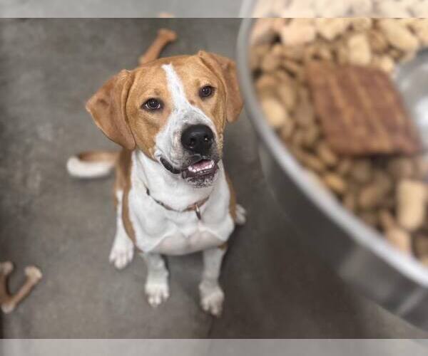 Medium Photo #2 Mutt Puppy For Sale in Holland, MI, USA