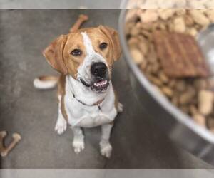 Quill - Male Mutt Dog for Adoption - Photo #2
