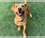 LEMON SOUR - Male Dachshund-Unknown Mix Dog for Adoption - Small photo