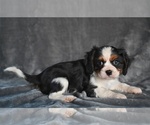 Small #1 Cavalier King Charles Spaniel