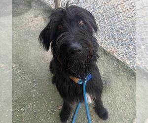 Miniature Labradoodle Dogs for adoption in San Diego, CA, USA
