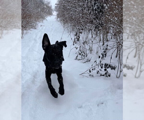 Medium Photo #8 Mutt Puppy For Sale in Belleville, MI, USA