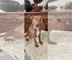 Small #1 Mutt