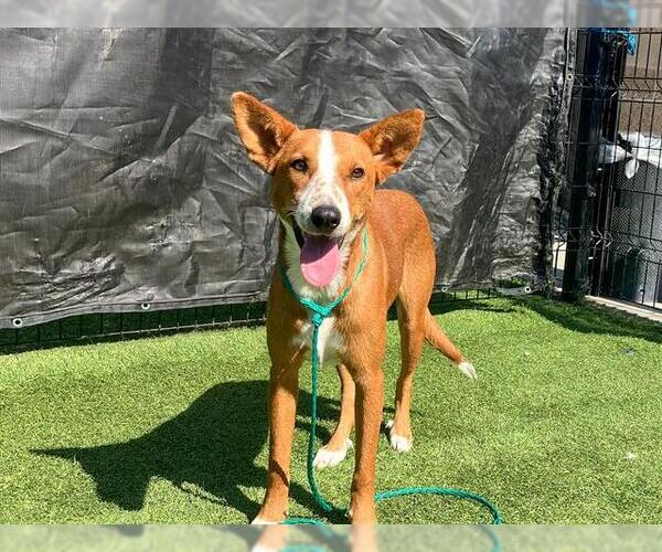 Medium Photo #1 Mutt Puppy For Sale in Orange, CA, USA