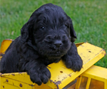 Small #1 English Cream Golden Retriever-Poodle (Standard) Mix