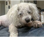 Small #1 Poodle (Miniature) Mix