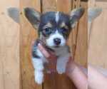 Small Photo #2 Pembroke Welsh Corgi Puppy For Sale in COTTAGEVILLE, SC, USA