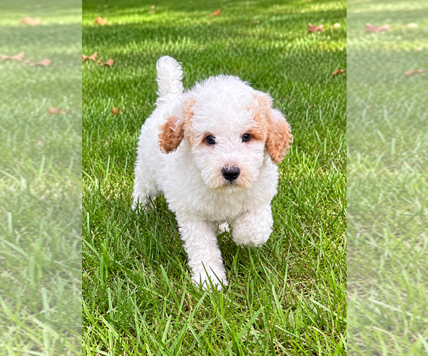 Medium Photo #9 Poodle (Miniature) Puppy For Sale in FAIR HAVEN, MI, USA