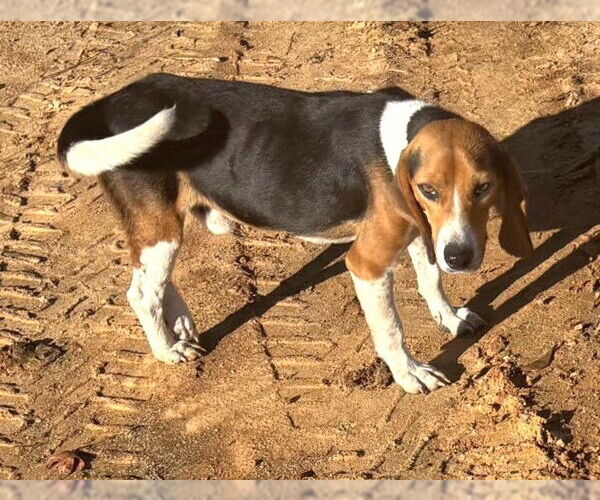 Medium Photo #6 Beagle Puppy For Sale in Dunnellon, FL, USA