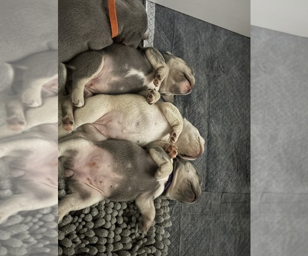 Medium Photo #32 French Bulldog Puppy For Sale in KENT, WA, USA