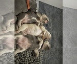 Small #31 French Bulldog