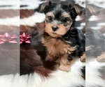 Small Photo #1 Yorkshire Terrier Puppy For Sale in NEVADA, TX, USA