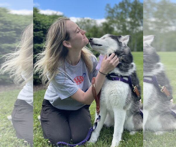 Medium Photo #2 Siberian Husky Puppy For Sale in Lancaster, PA, USA