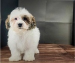 Small Havanese