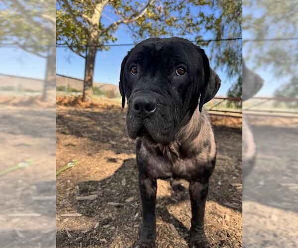 Medium Photo #2 Mutt Puppy For Sale in Fremont, CA, USA