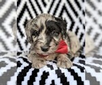 Small Photo #6 Aussiedoodle Puppy For Sale in LANCASTER, PA, USA
